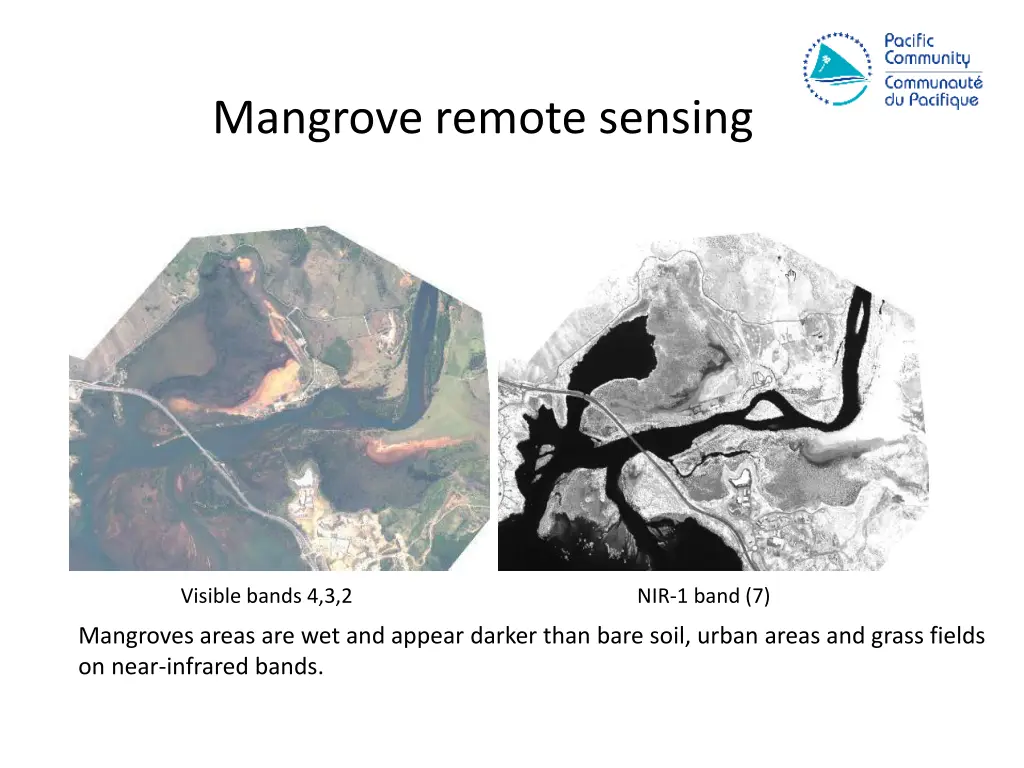 mangrove remote sensing