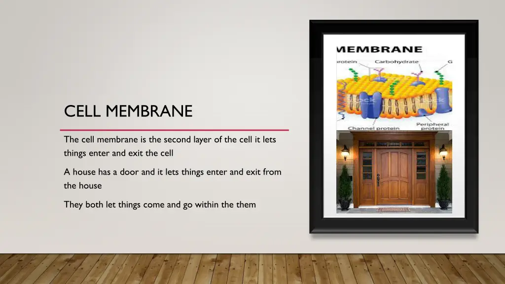 cell membrane
