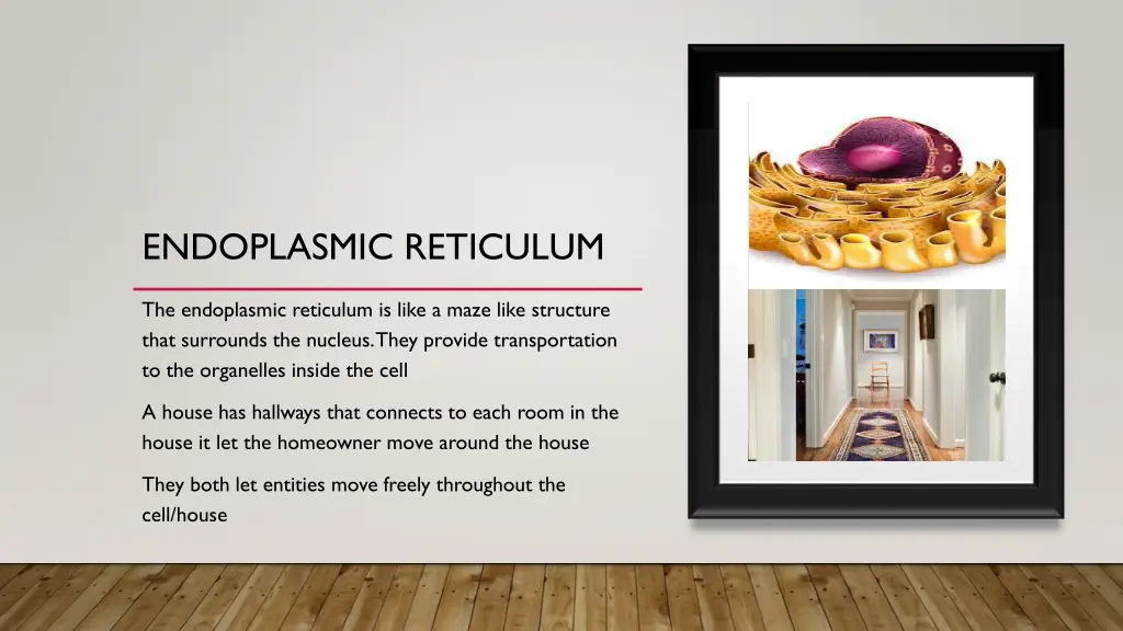 endoplasmic reticulum