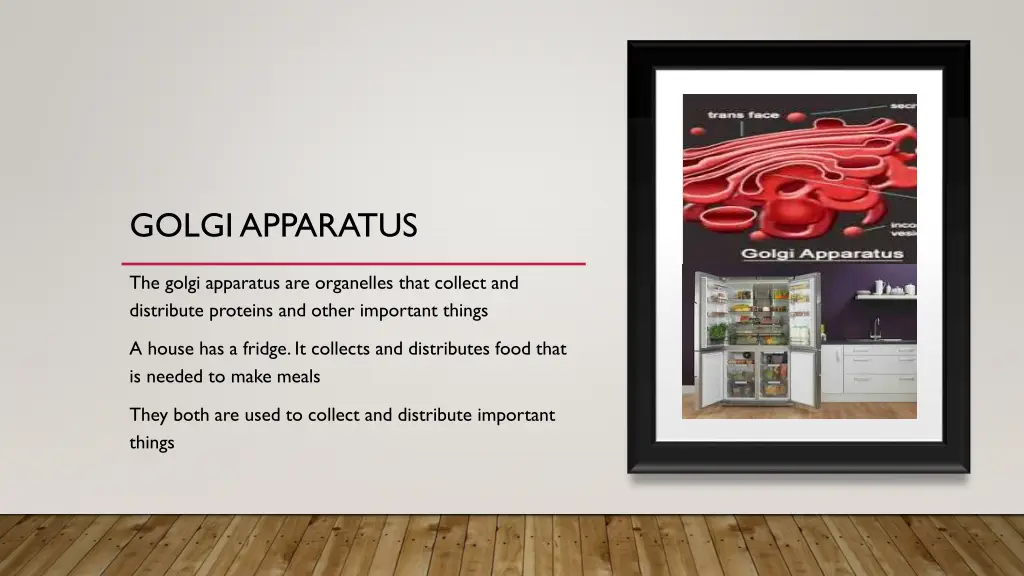 golgi apparatus