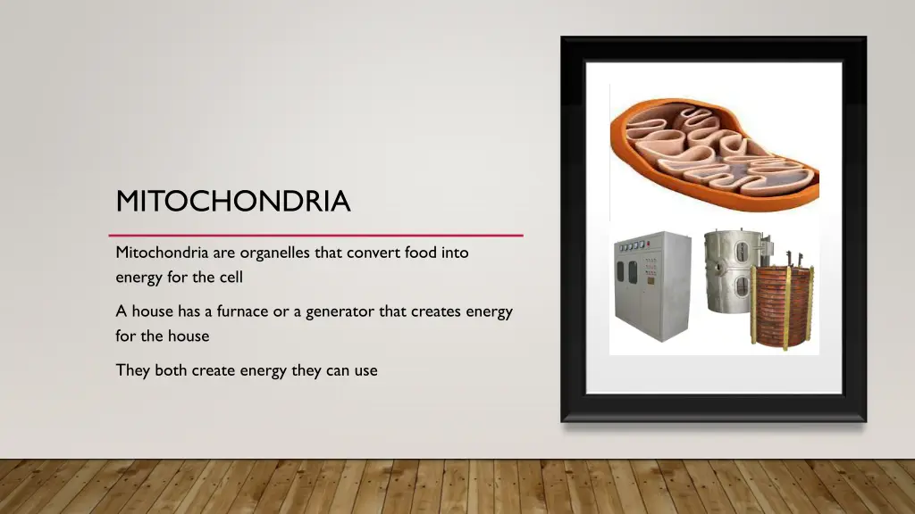 mitochondria