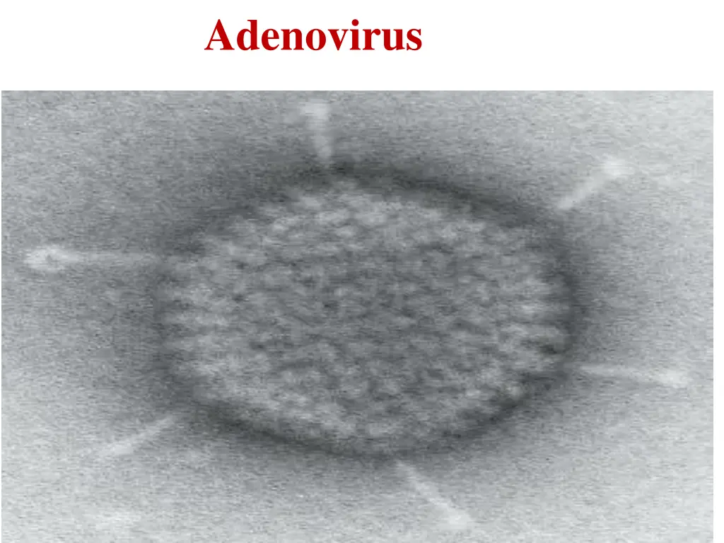 adenovirus