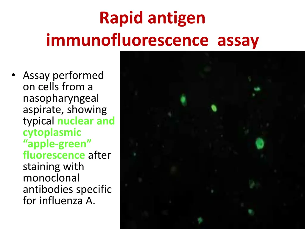 rapid antigen immunofluorescence assay