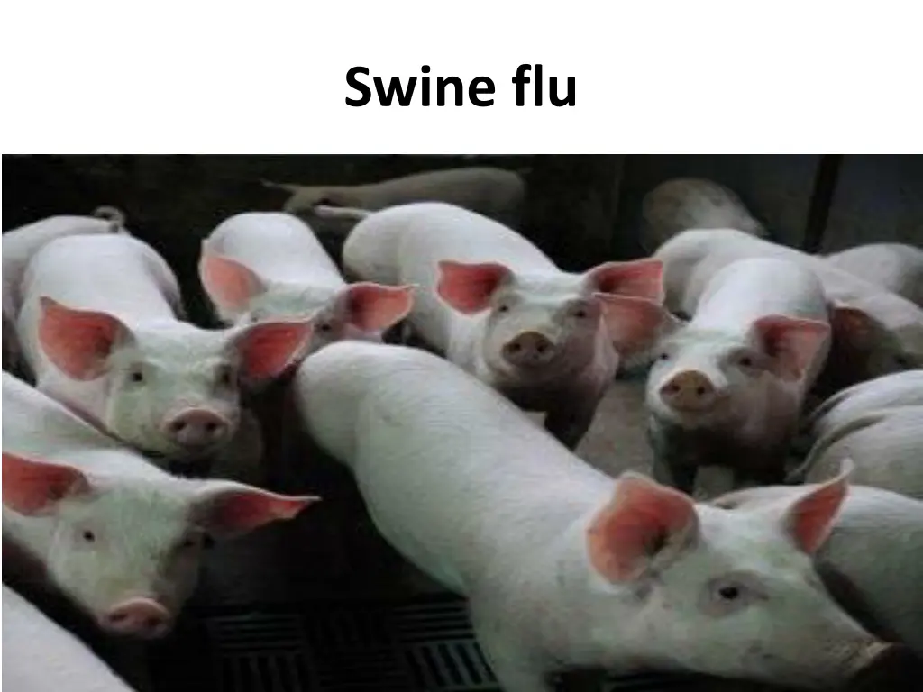 swine flu