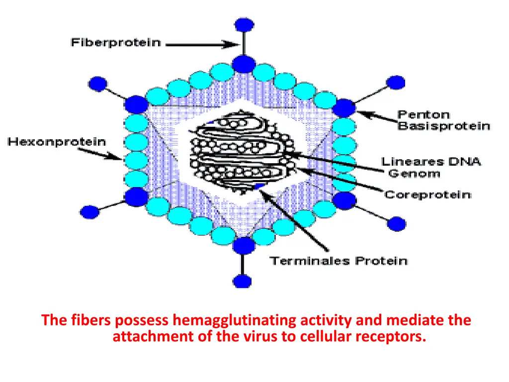 the fibers possess hemagglutinating activity