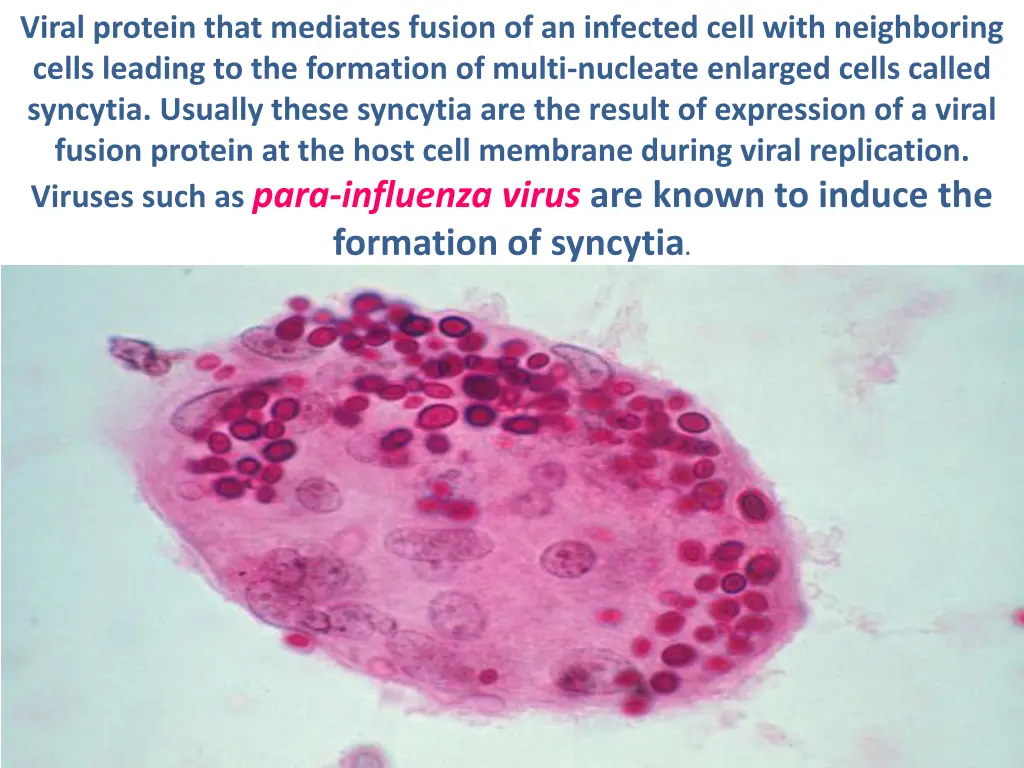viral protein that mediates fusion of an infected