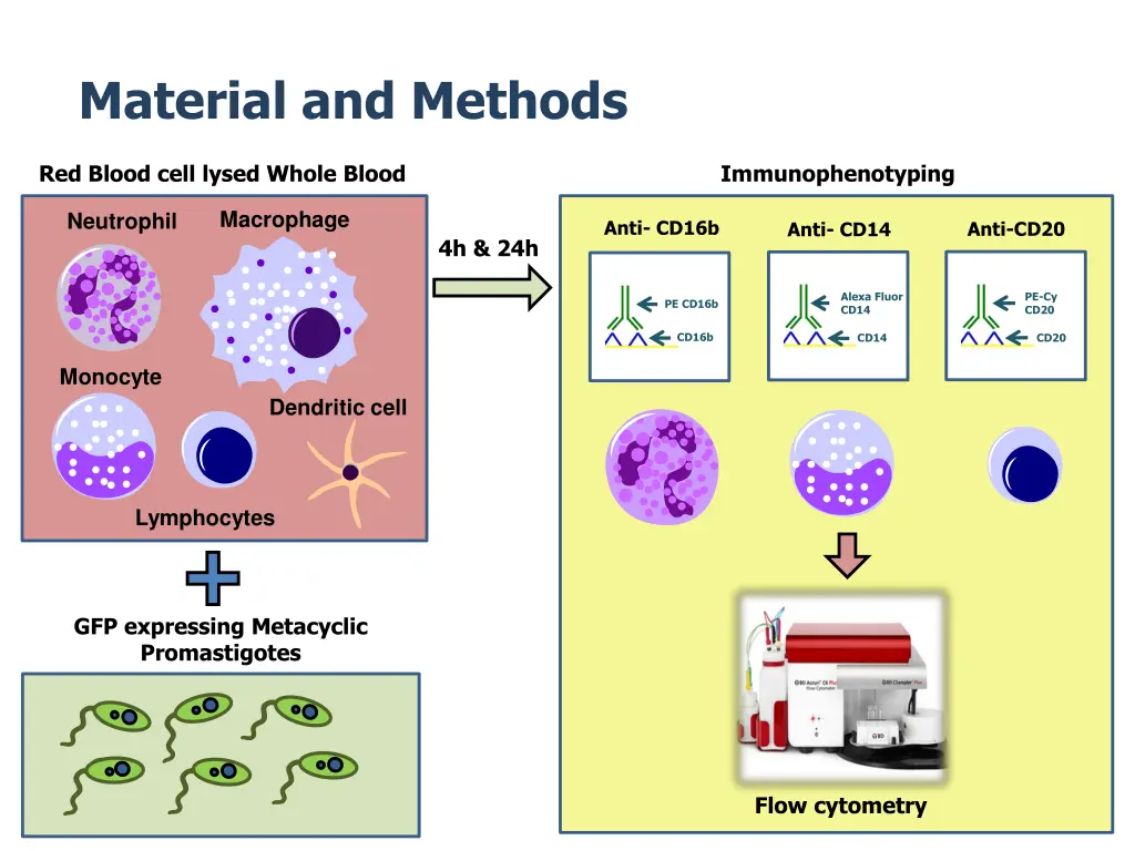 material and methods
