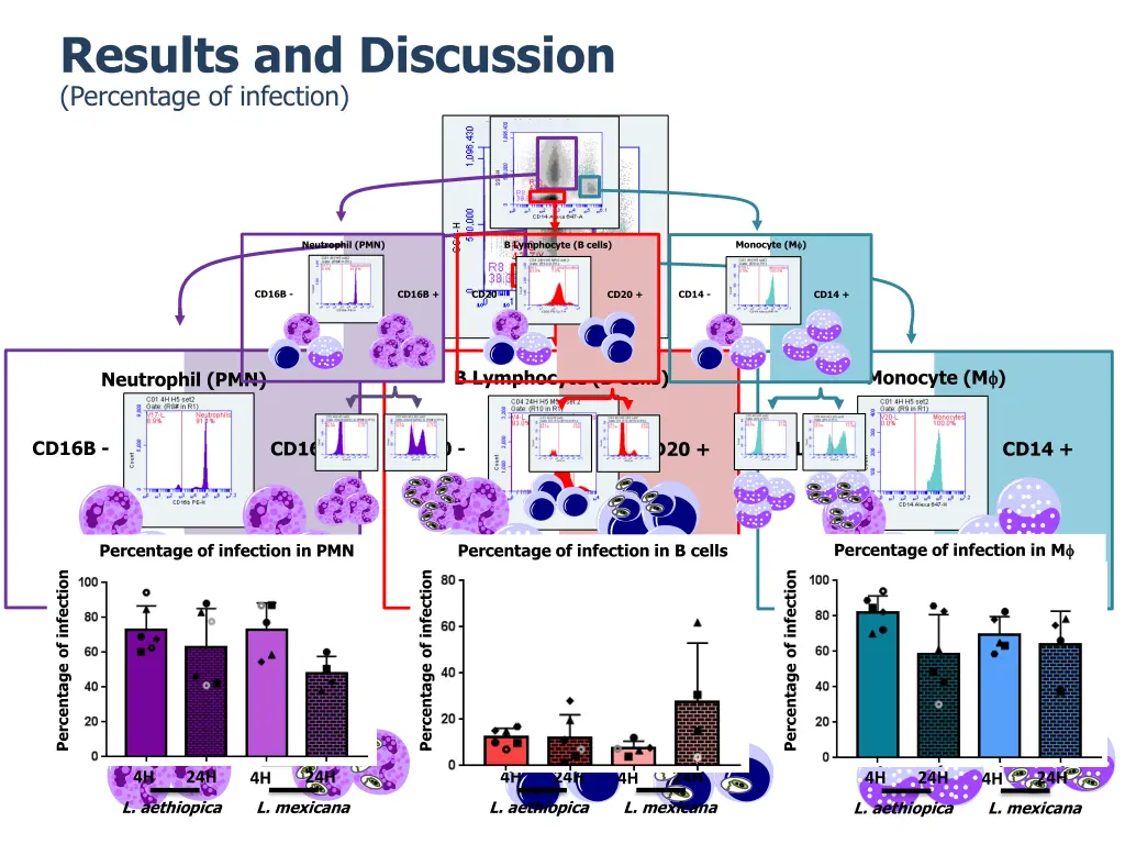 results and discussion percentage of infection