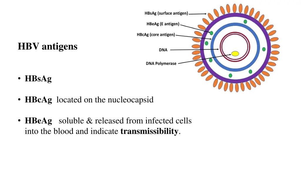 hbv antigens