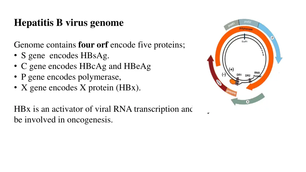 hepatitis b virus genome