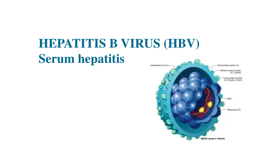 hepatitis b virus hbv serum hepatitis