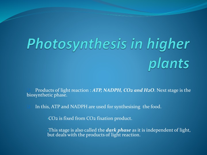 biosynthetic phase