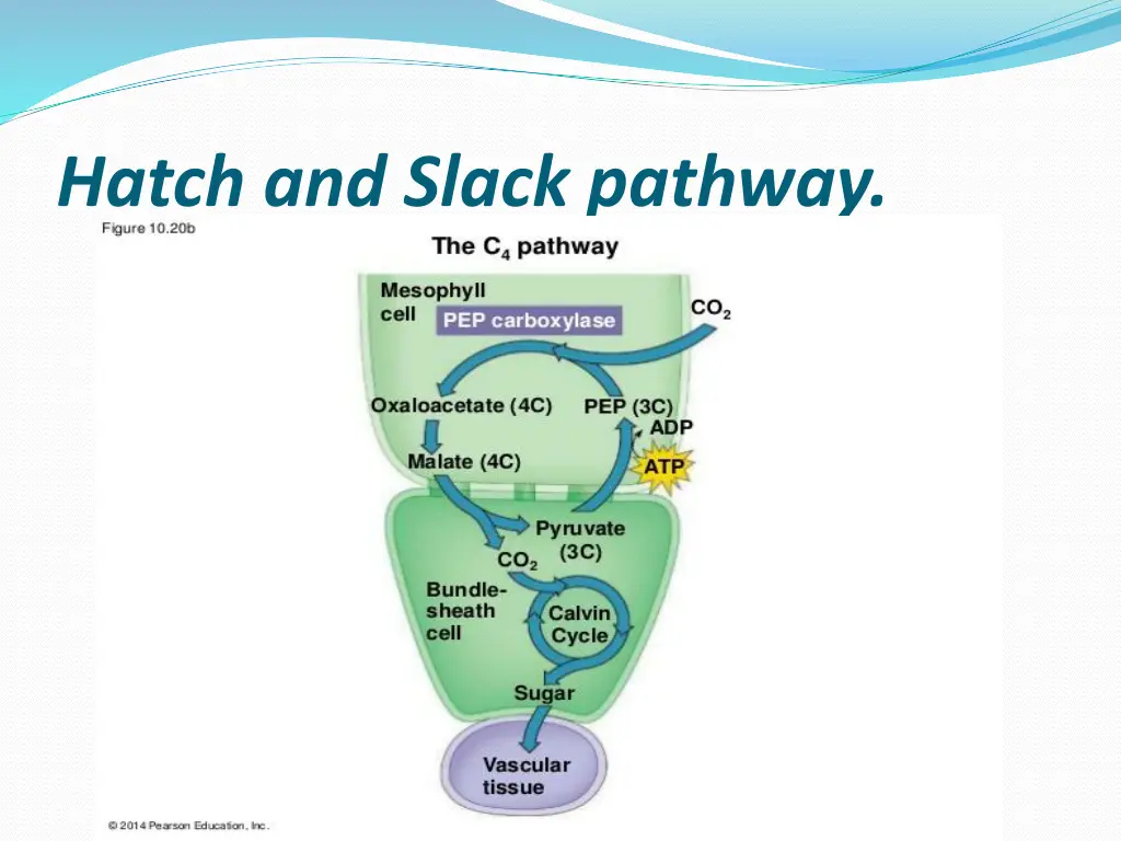 hatch and slack pathway