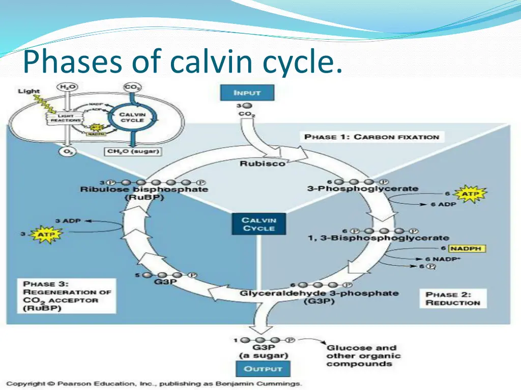 phases of calvin cycle