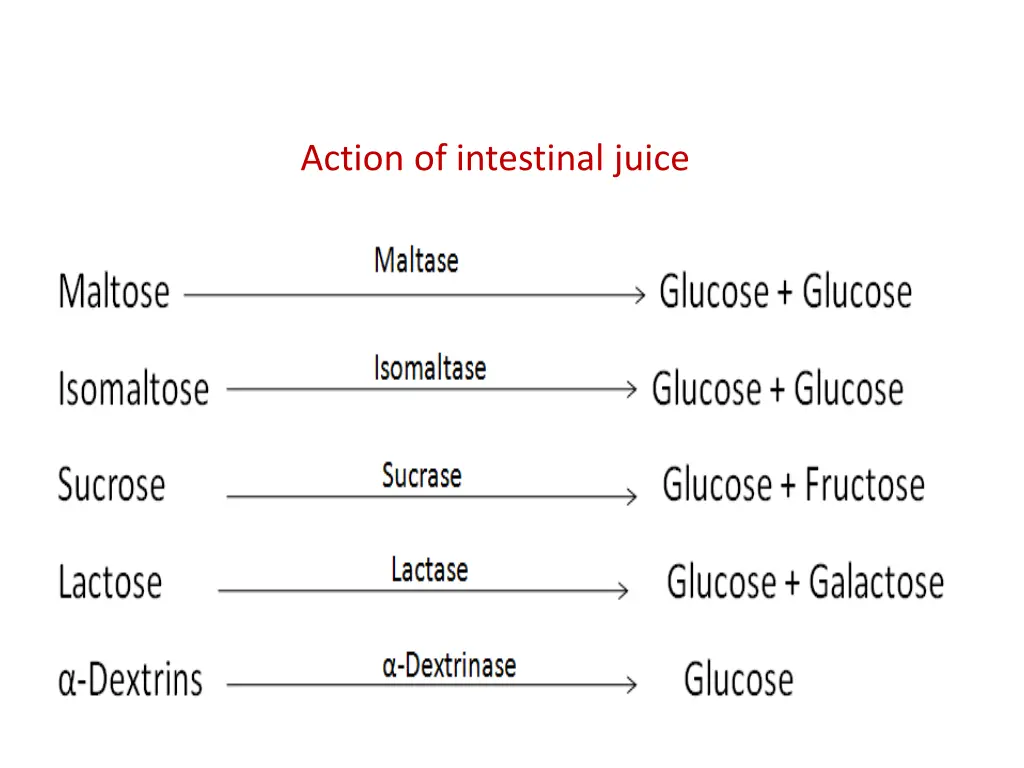 action of intestinal juice