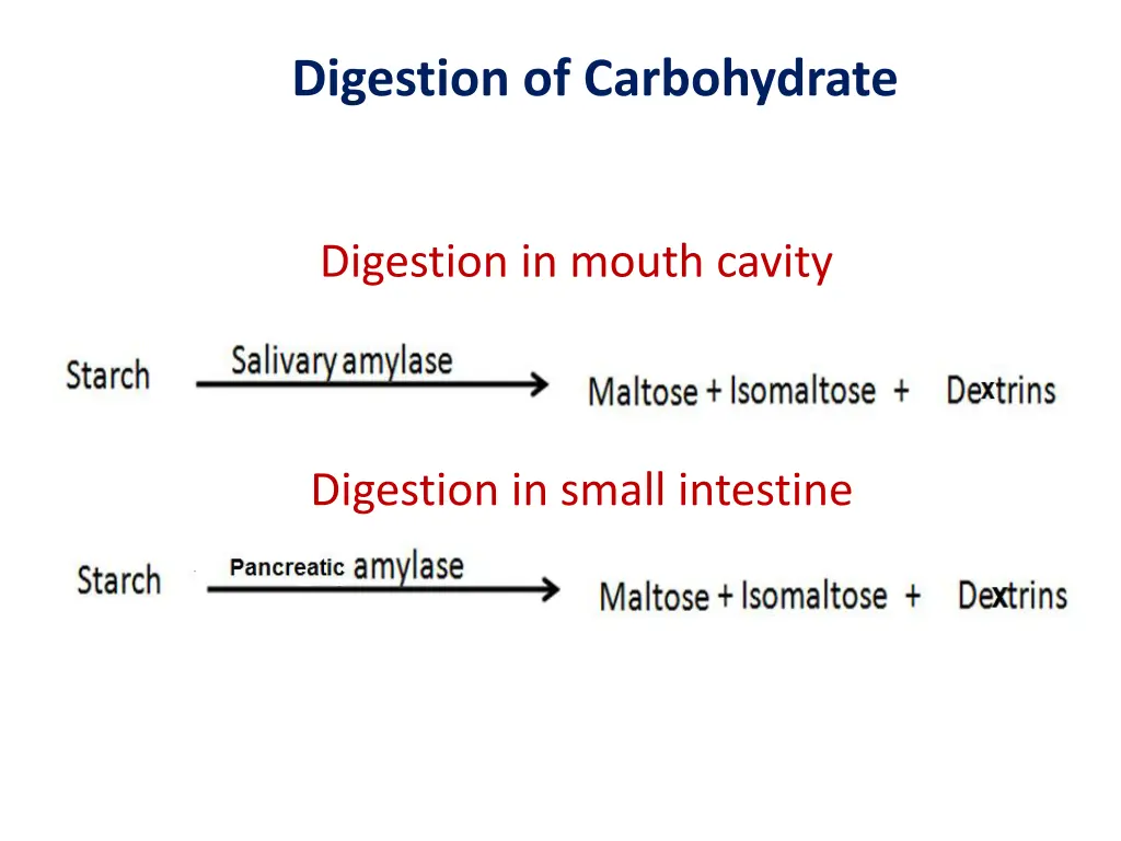 digestion of carbohydrate