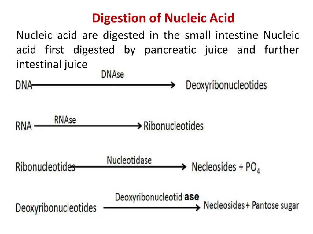 digestion of nucleic acid