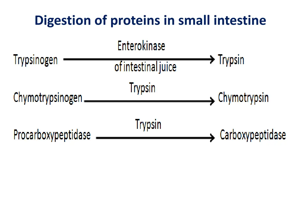 digestion of proteins in small intestine
