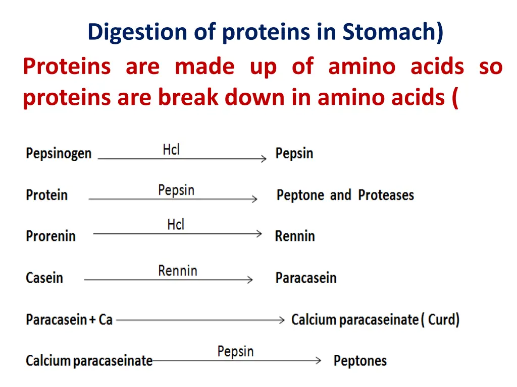 digestion of proteins in stomach proteins