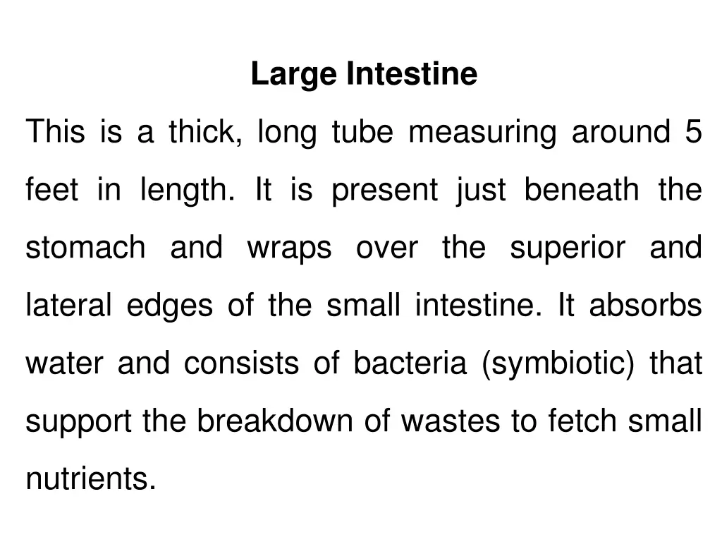 large intestine