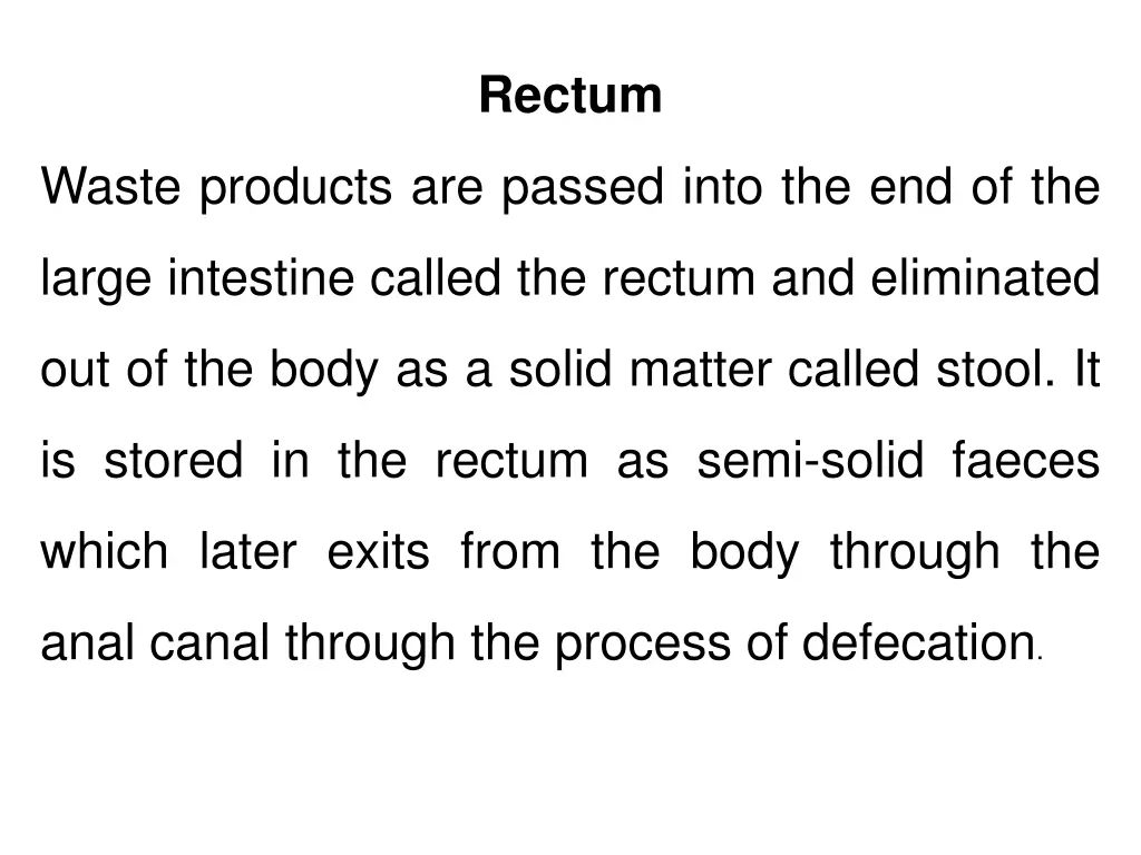 rectum