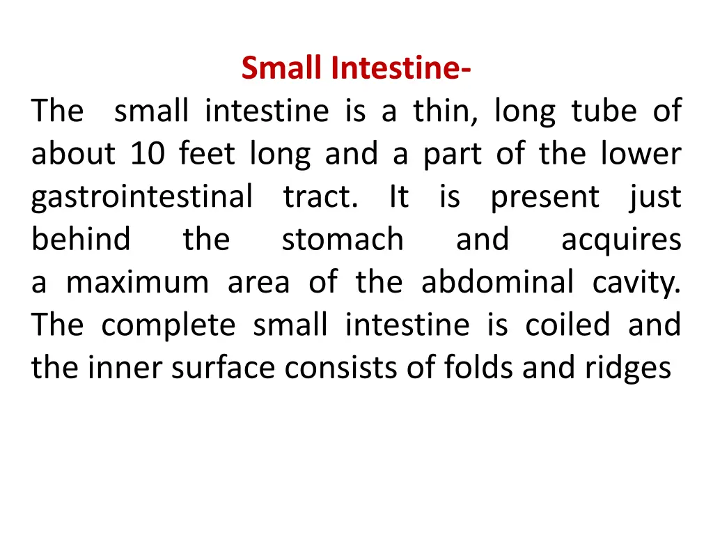 small intestine