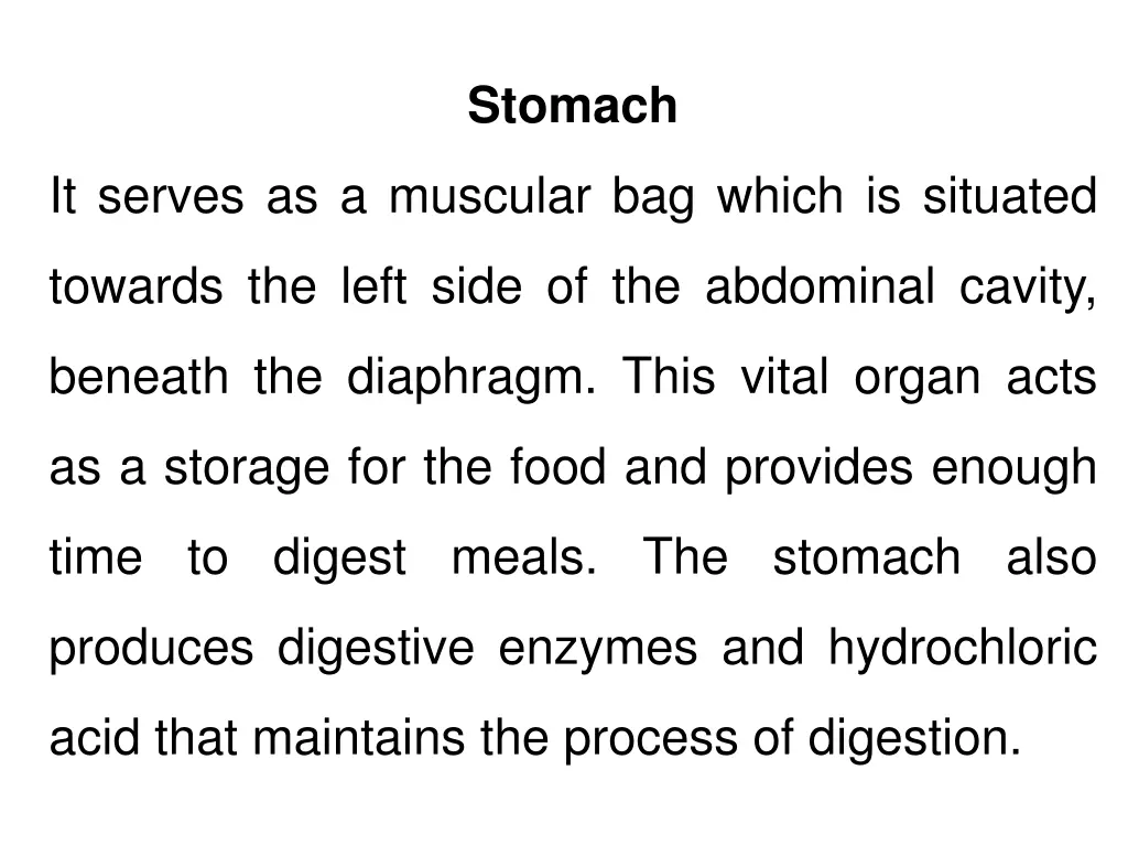 stomach