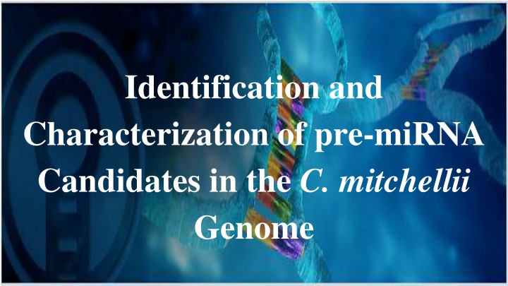 identification and characterization of pre mirna