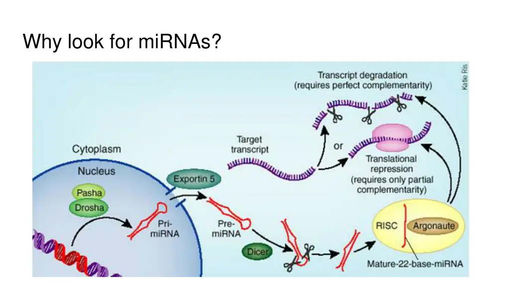 why look for mirnas
