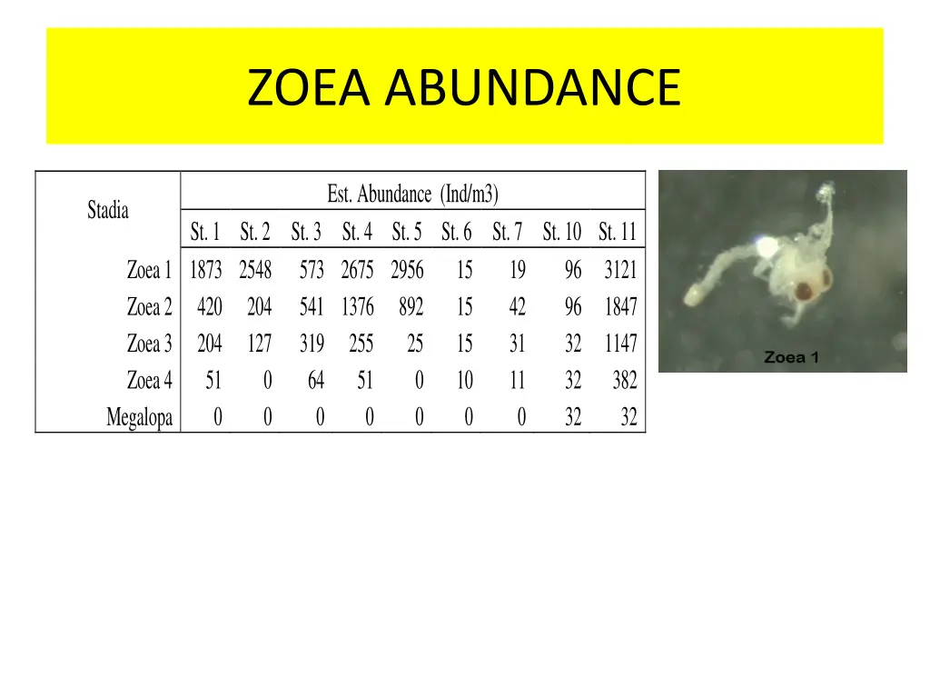 zoea abundance