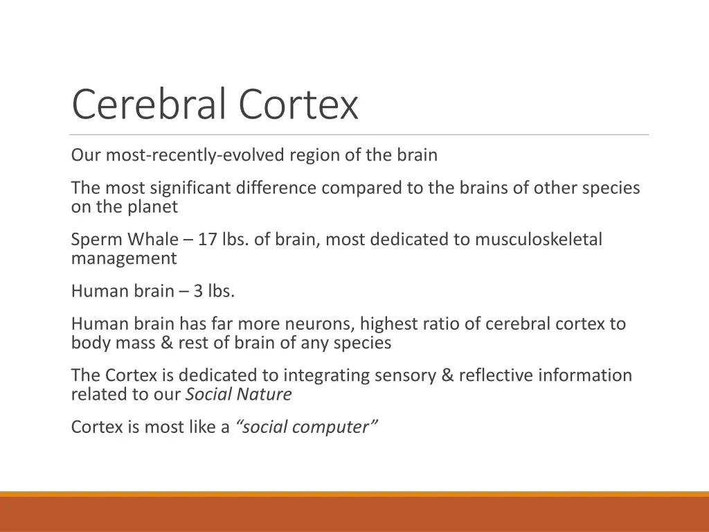 cerebral cortex