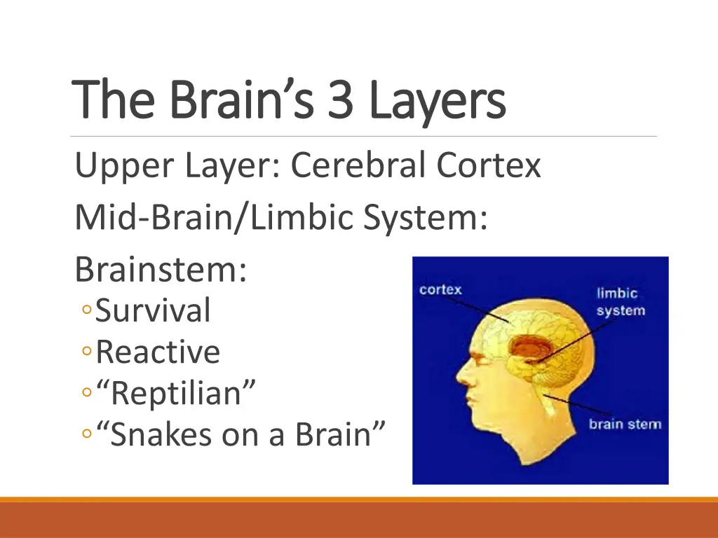 the brain s 3 layers the brain s 3 layers upper