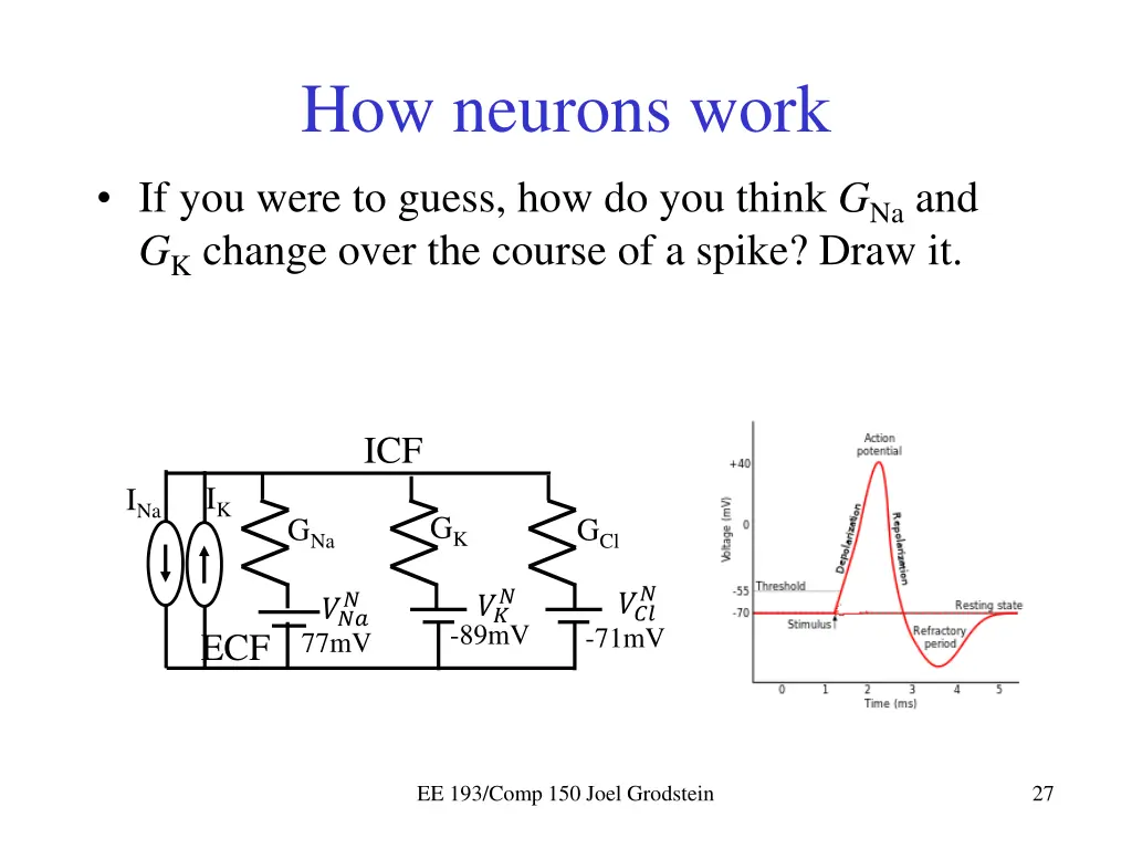 how neurons work 1