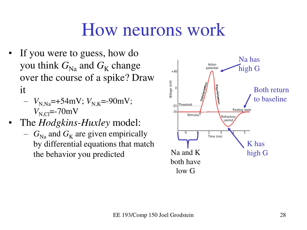 how neurons work 2