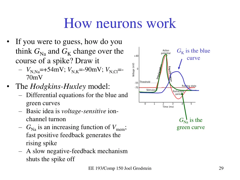 how neurons work 3