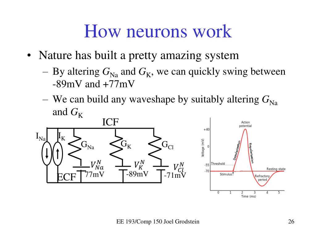 how neurons work