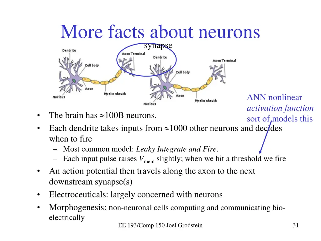 more facts about neurons synapse