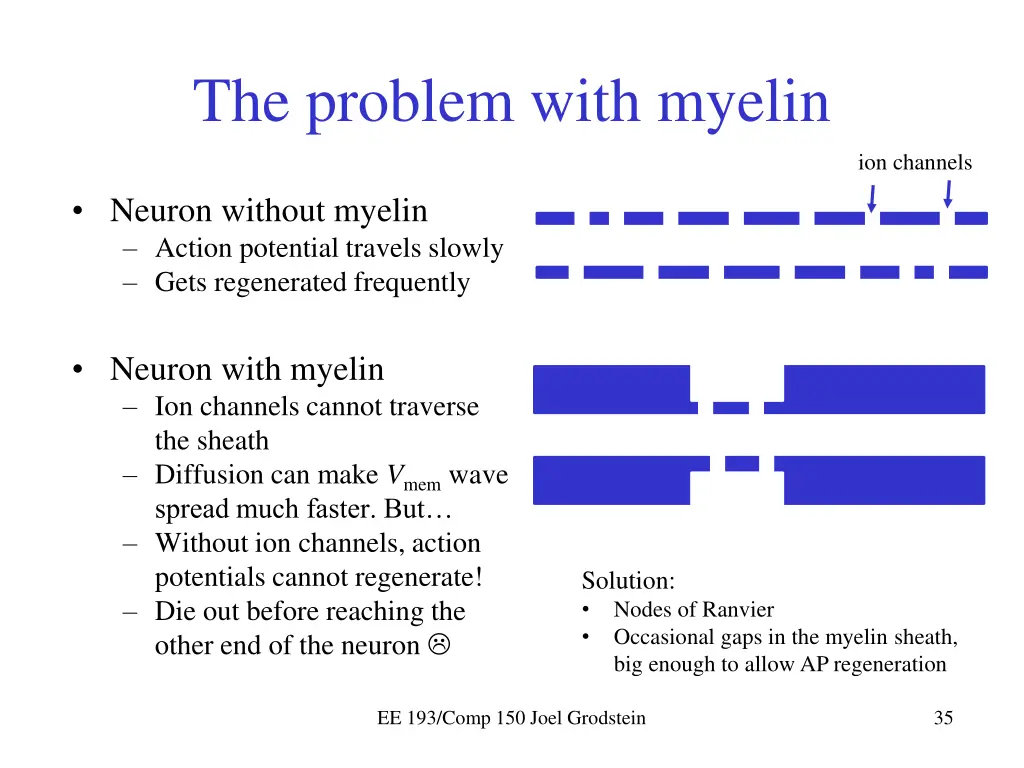 the problem with myelin