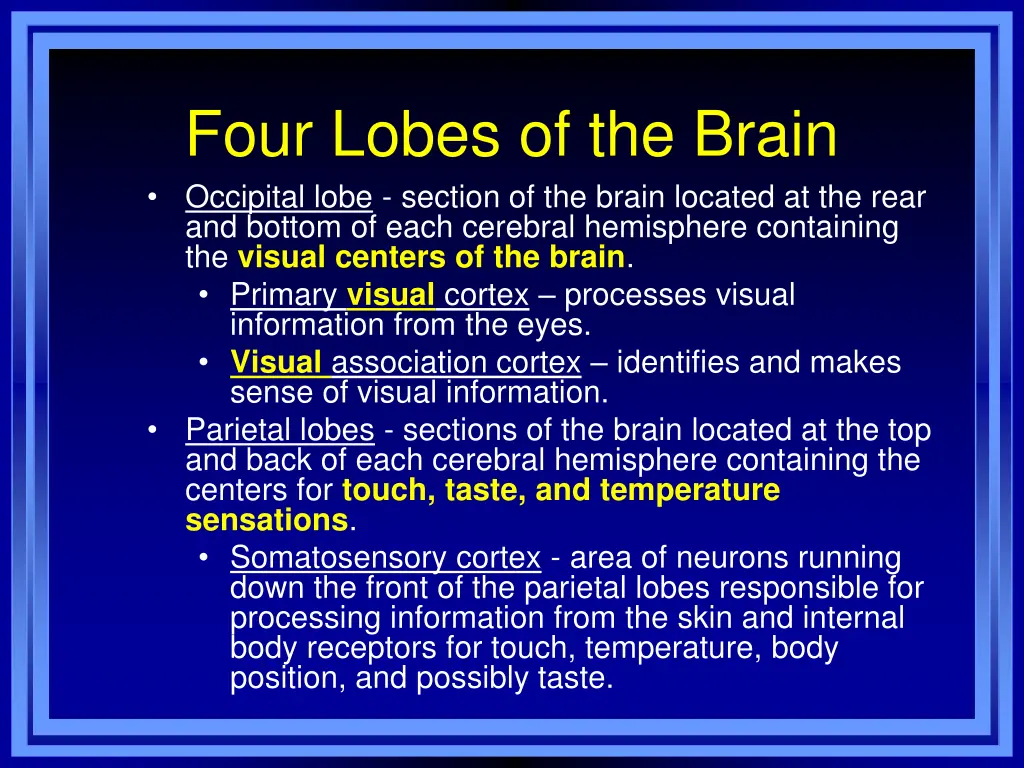 four lobes of the brain occipital lobe section