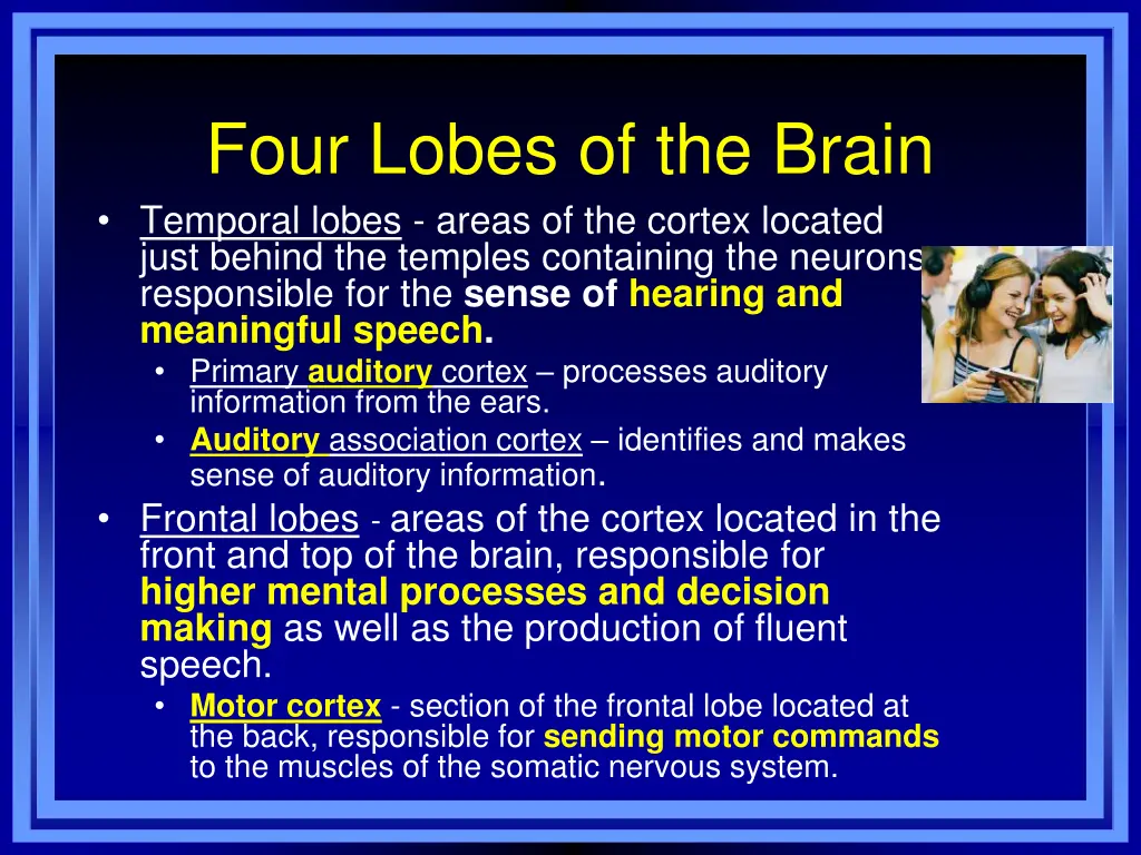 four lobes of the brain temporal lobes areas