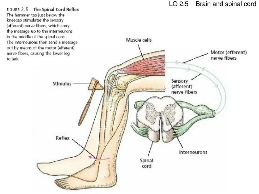 lo 2 5 brain and spinal cord