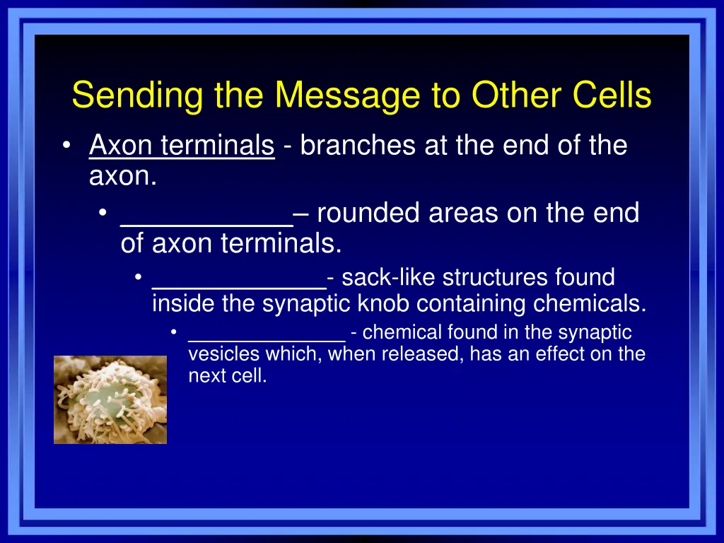 sending the message to other cells axon terminals