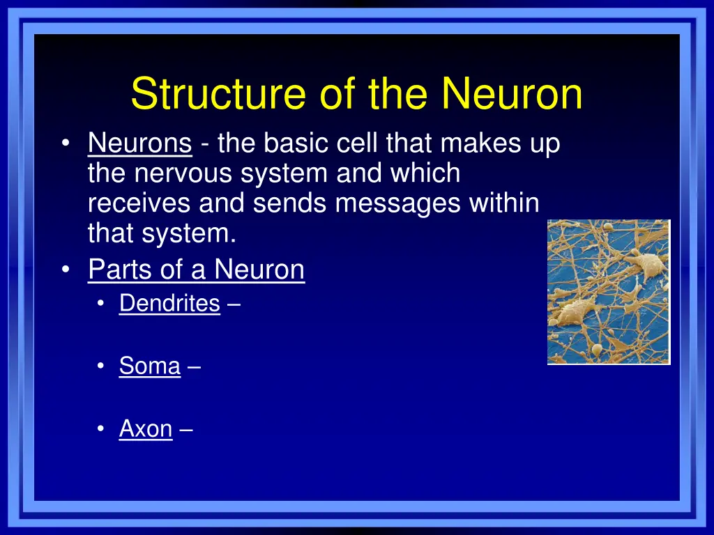 structure of the neuron neurons the basic cell