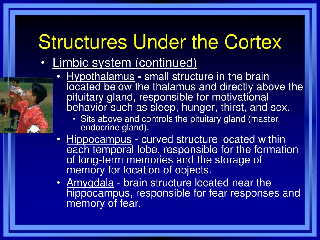 structures under the cortex limbic system