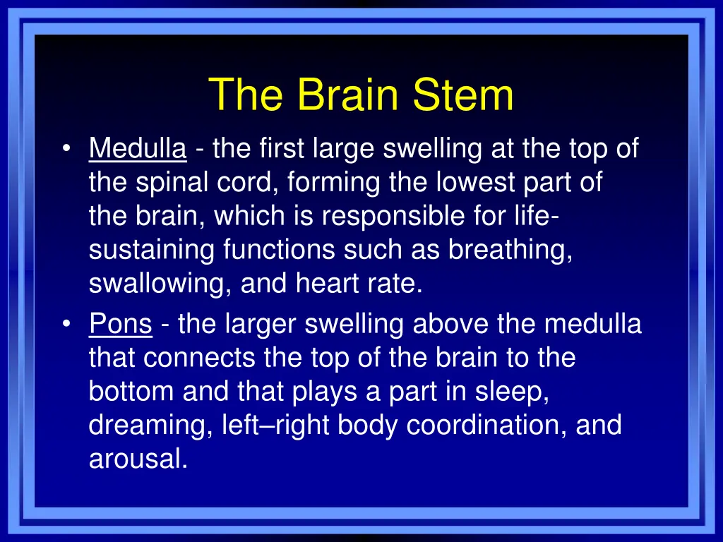 the brain stem medulla the first large swelling