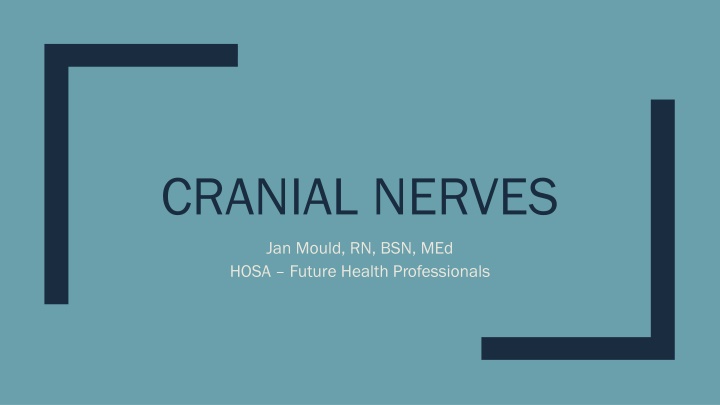 cranial nerves