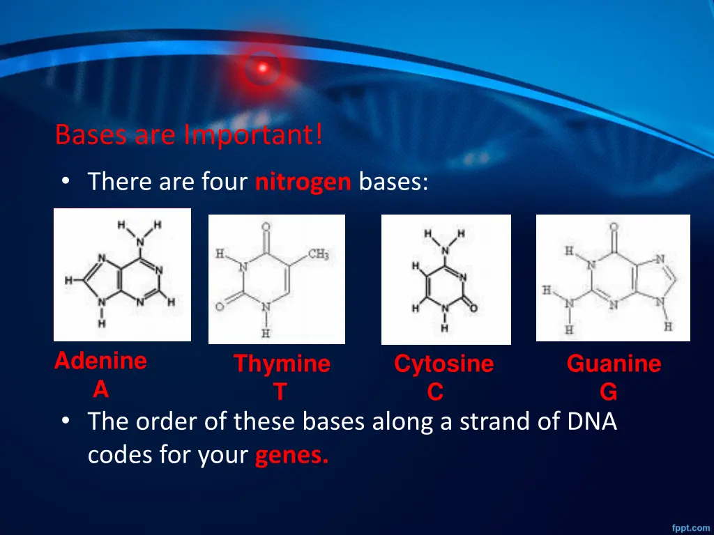 bases are important there are four nitrogen bases