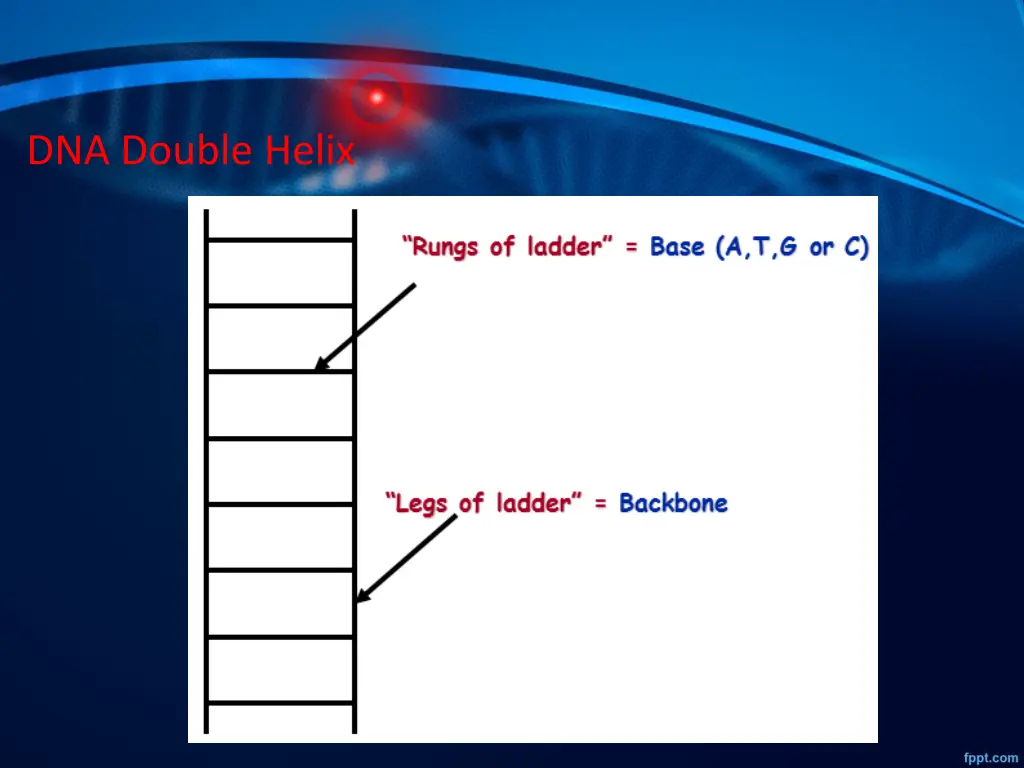 dna double helix