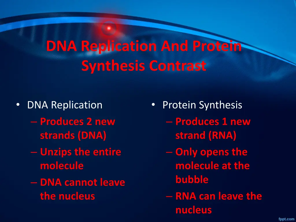 dna replication and protein synthesis contrast