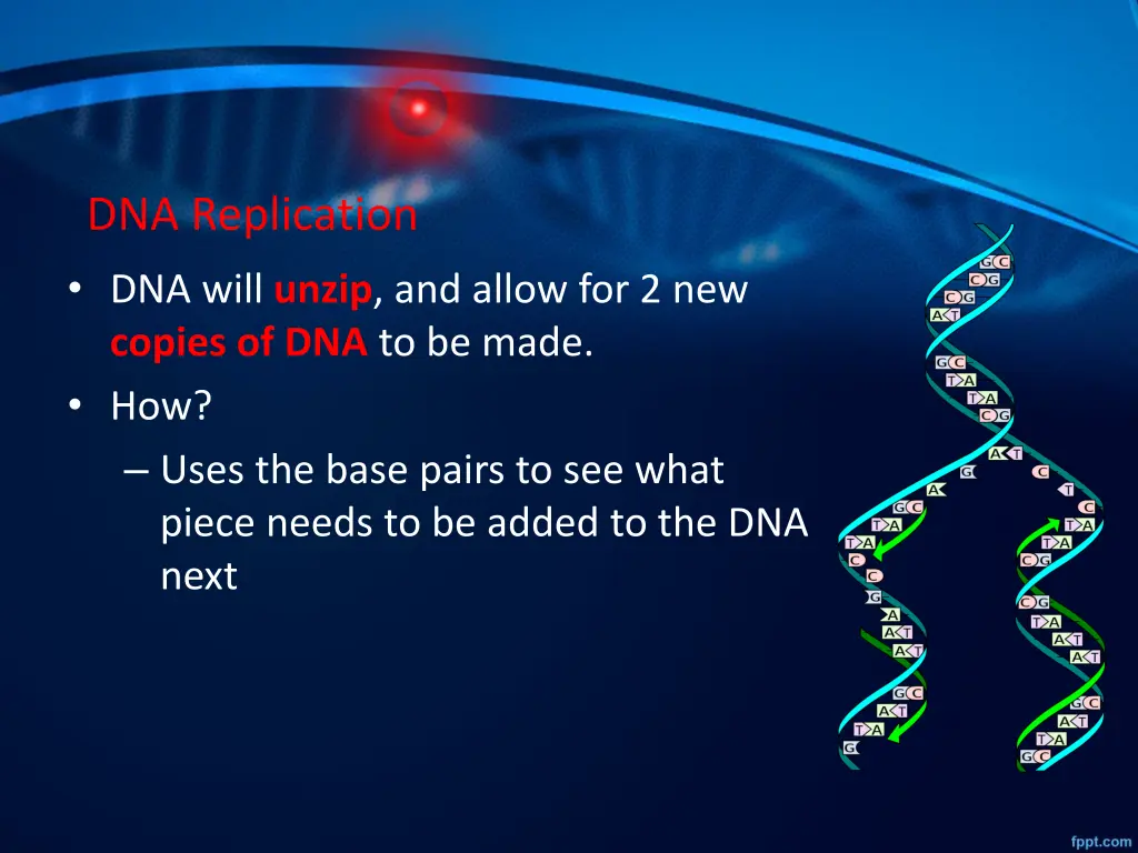 dna replication dna will unzip and allow